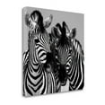 thumbnail image 1 of 30" x 30" Namibia Zebras By Nina Papiorek - Print on Canvas Fabric Multi-Color, 1 of 2