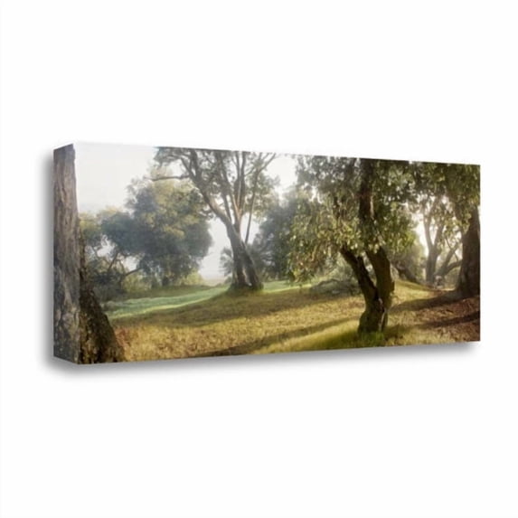 Tangletown Fine Art 'Oak Tree - 71' Photographic Print on Wrapped Canvas
