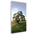 thumbnail image 1 of "Oak Tree - 95" By Alan Blaustein, Fine Art Giclee Print on Gallery Wrap Canvas, Ready to Hang, 1 of 2