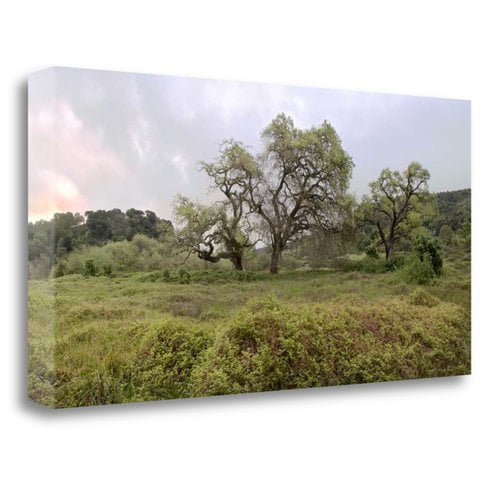 Tangletown Fine Art 'Oak Tree Pano - 133' Photographic Print on Wrapped Canvas