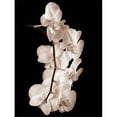 thumbnail image 1 of Tangletown Fine Art 'Orchid Dance I' Graphic Art Print on Wrapped Canvas, 1 of 2