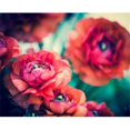 thumbnail image 1 of Tangletown Fine Art Ranunculi by Sonja Quintero Poster Frame - 18 x 23 x 1.5 in., 1 of 3