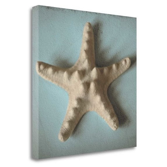 Tangletown Fine Art Seashell Study III By Heather Jacks, Gallery Wrap Canvas