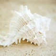 thumbnail image 1 of "Seashore Shells II" By Brookview Studio, Giclee Print on Gallery Wrap Canvas, 1 of 2