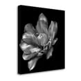 thumbnail image 1 of Tangletown Fine Art 'Summers Surprise' Graphic Art Print on Wrapped Canvas, 1 of 2