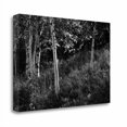 thumbnail image 1 of Tangletown Fine Art Sunlit Birches I by Sue Schlabach Poster Frame - 17 x 26 x 1.5 in., 1 of 2