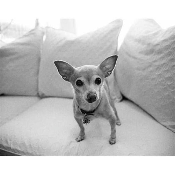 Tangletown Fine Art 'Sweetpea' Photographic Print on Wrapped Canvas