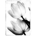 thumbnail image 1 of Tangletown Fine Art Translucent Tulips II by Debra Van Swearingen Poster Frame - 38 x 27 x 1.5 in., 1 of 2