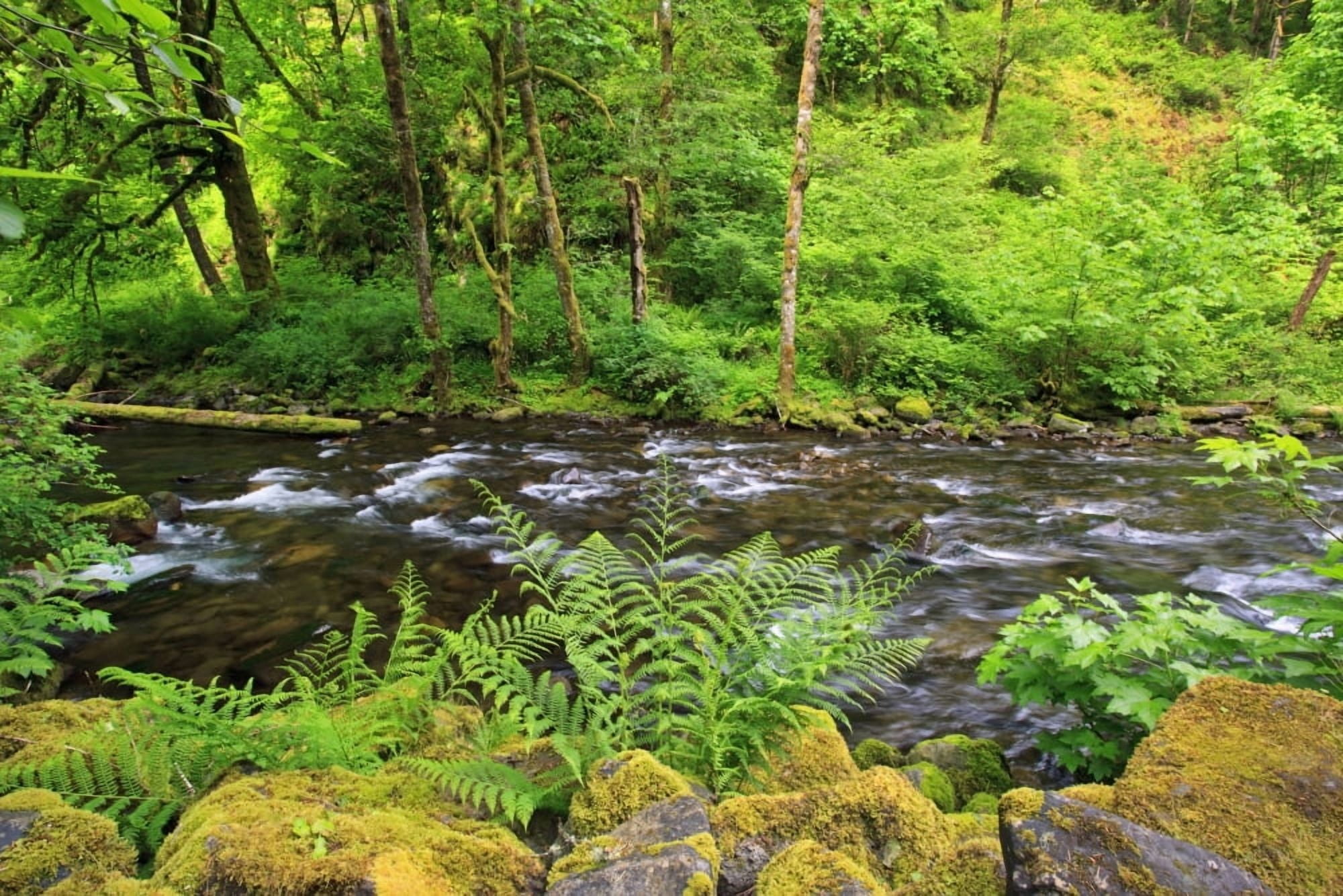 Tanner Creek In Columbia River Gorge National Scenic Area In The Pacific Northwest Oregon United States of America Canvas Art - Craig Tuttle Design Pics (38 x 24)