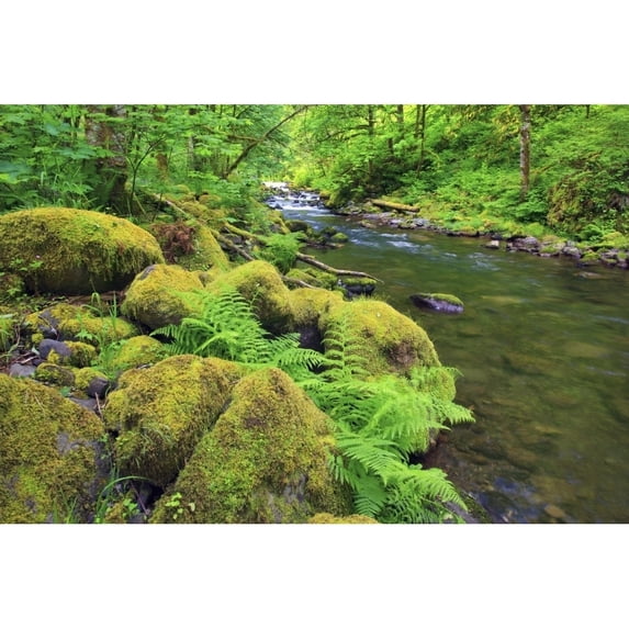 Tanner Creek In Columbia River Gorge National Scenic Area In The Pacific