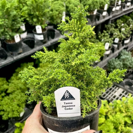 Tansu Japanese Cedar - Live Bonsai Starter Plant - 4" Growers Pot