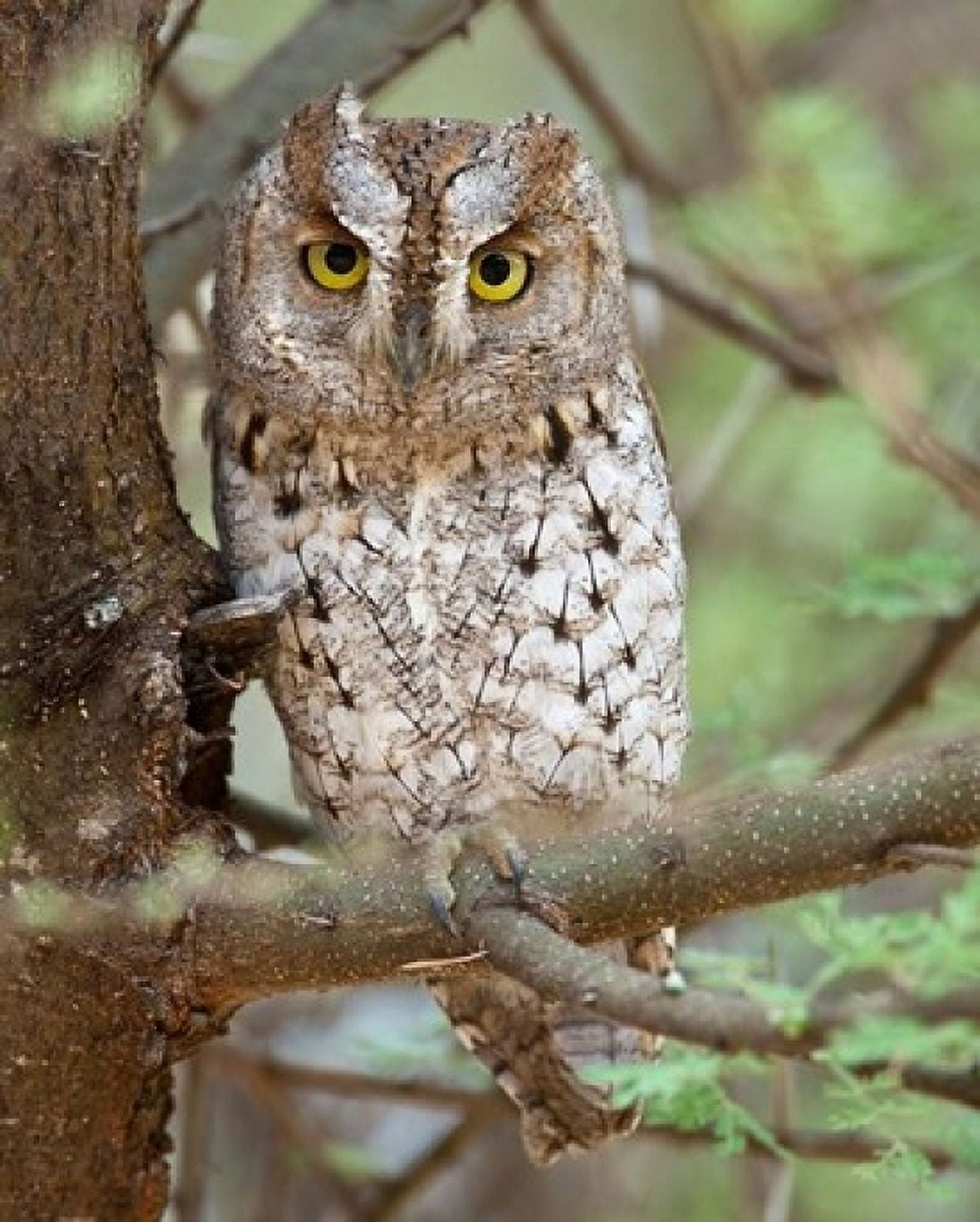 Tanzania African Scops Owl at Tarangire NP Canvas Art - Ralph H Bendjebar DanitaDelimont (14 x 17)