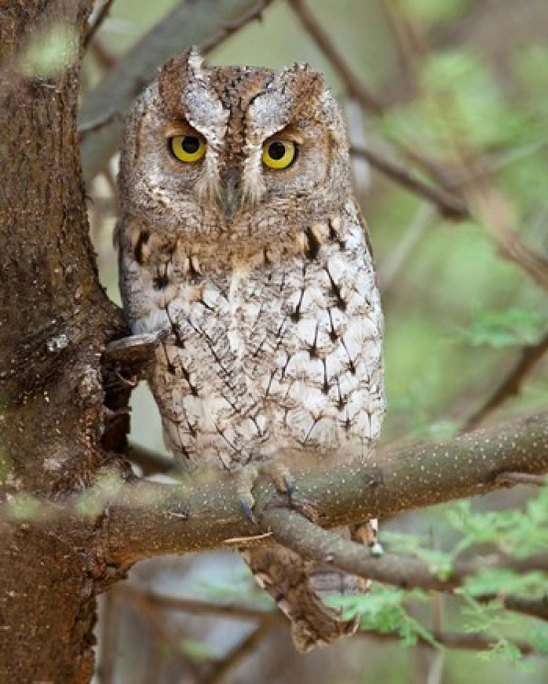 Tanzania African Scops Owl at Tarangire NP Canvas Art - Ralph H Bendjebar DanitaDelimont (28 x 34)