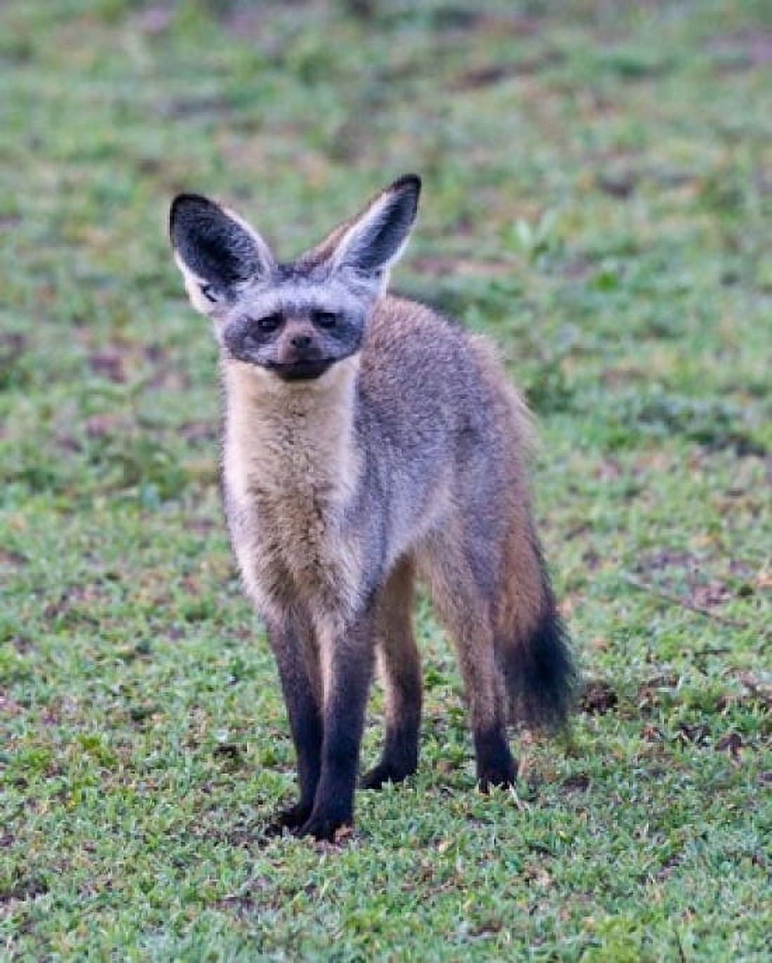 Tanzania Bat-Eared Fox Ngorongoro Conservation Canvas Art - Ralph H Bendjebar DanitaDelimont (14 x 17)