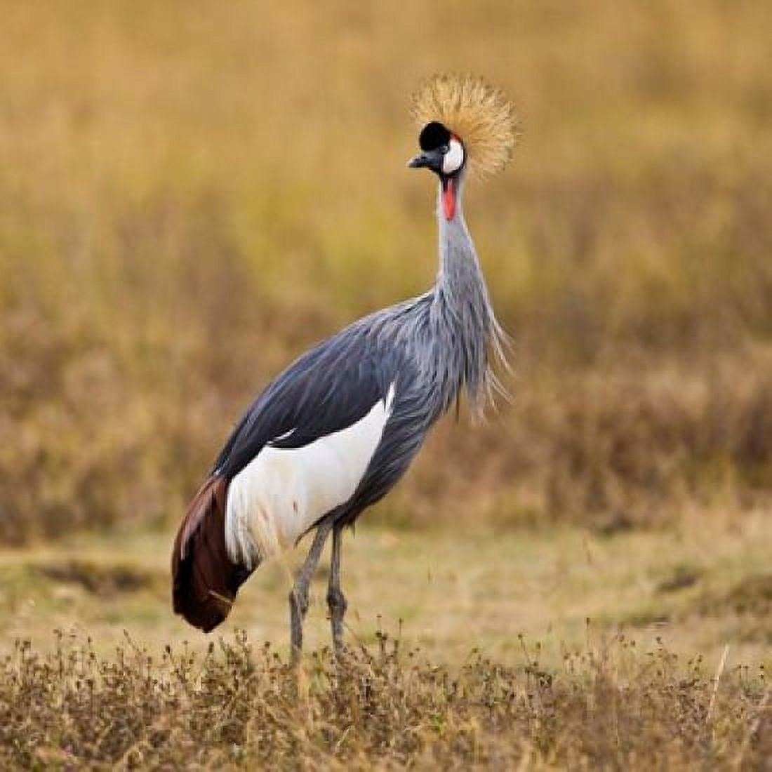 Tanzania Black Crowned Crane Ngorongoro Crater Canvas Art - Ralph H Bendjebar DanitaDelimont (34 x 34)