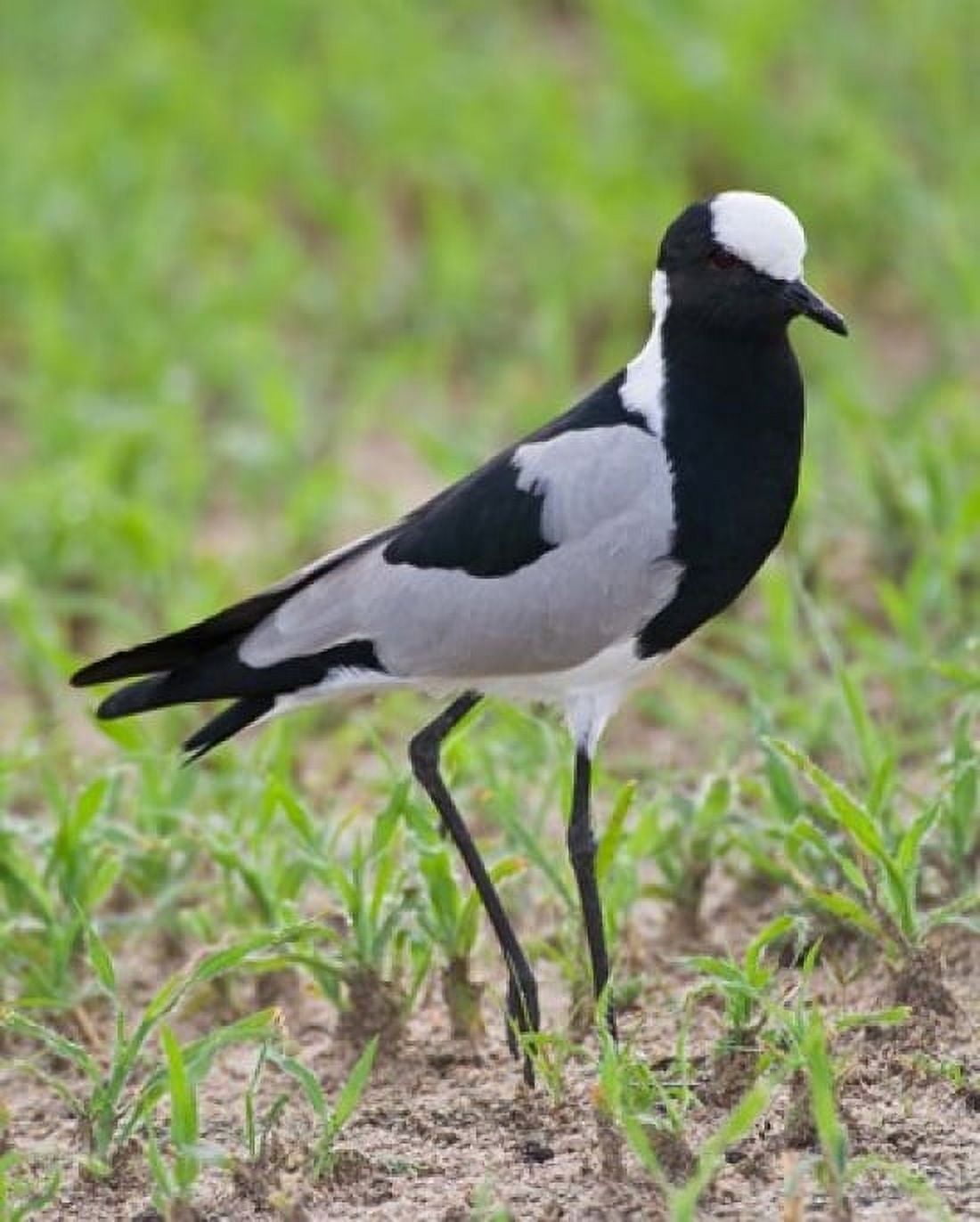 Tanzania Blacksmith Plover in Tarangire NP Canvas Art - Ralph H Bendjebar DanitaDelimont (28 x 34)
