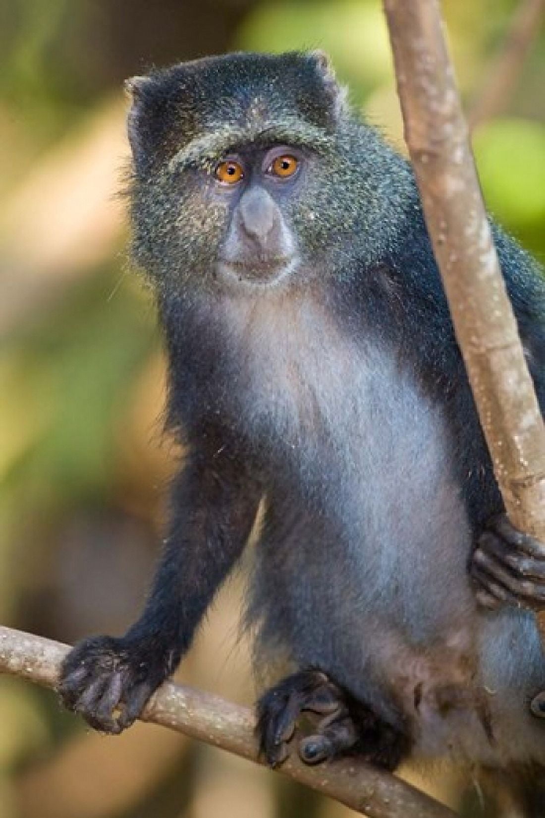 Tanzania Blue Monkey Manyara NP Canvas Art - Ralph H Bendjebar DanitaDelimont (23 x 34)