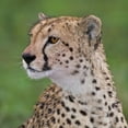 thumbnail image 1 of Tanzania, Cheetah, Ndutu, Ngorongoro Area Poster Print by Ralph H. Bendjebar (34 x 34), 1 of 1