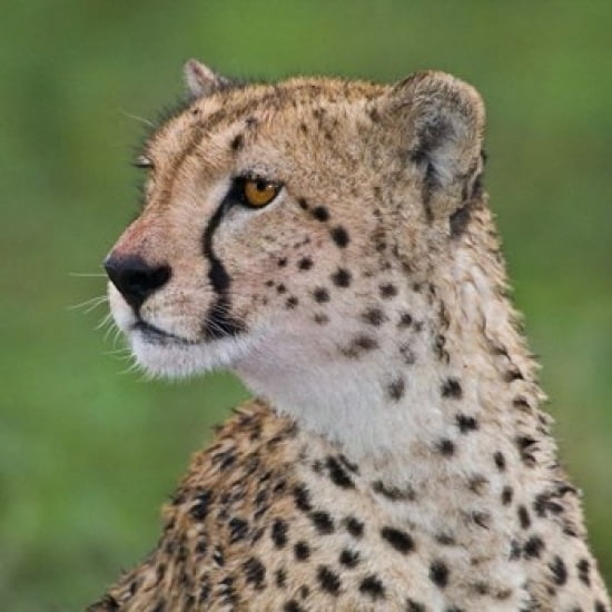 Tanzania, Cheetah, Ndutu, Ngorongoro Area Poster Print by Ralph H. Bendjebar (34 x 34)