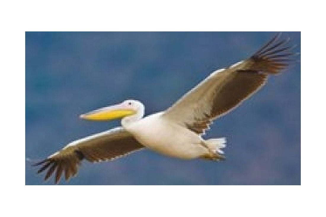 Tanzania Great White Pelican bird Manyara NP Canvas Art - Ralph H Bendjebar DanitaDelimont (34 x 23)