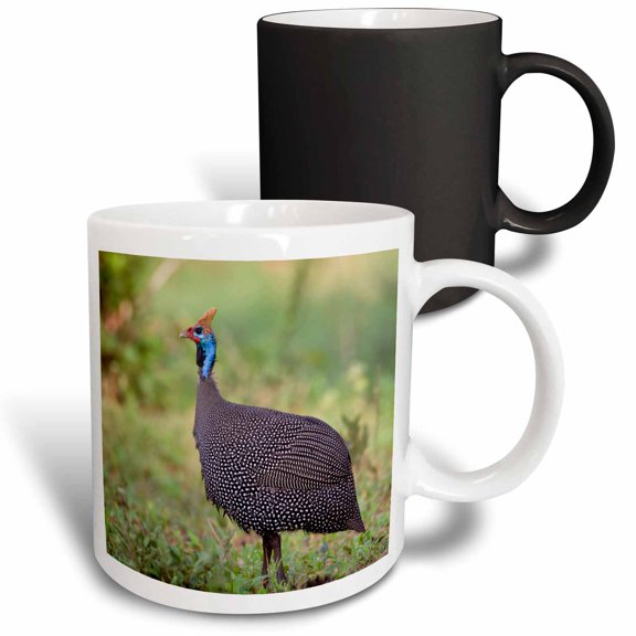 3drose, Tanzania. Helmeted Guineafowl at Tarangire Np.-af45 Rbe0274 - Ralph H. Bendjebar, 11oz Magic Transforming Mug