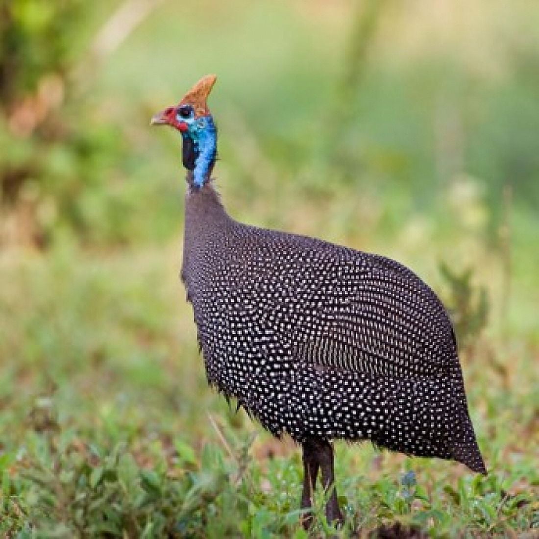 Tanzania Helmeted Guineafowl at Tarangire NP Canvas Art - Ralph H Bendjebar DanitaDelimont (34 x 34)