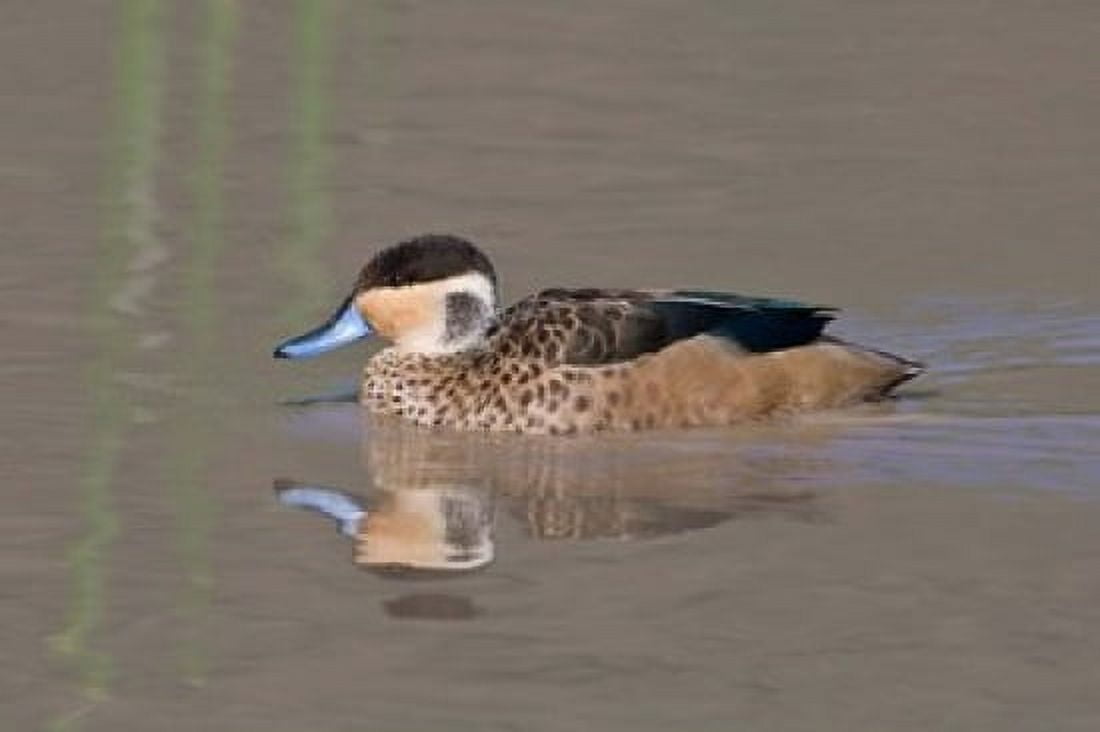 Tanzania Hottentot Teal duck Ngorongoro Crater Canvas Art - Ralph H Bendjebar DanitaDelimont (34 x 23)