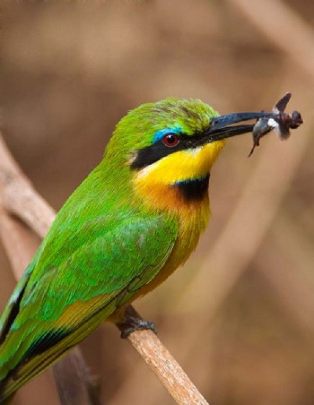 Tanzania Lake Manyara NP Bee-eater tropical bird Canvas Art - Jaynes Gallery DanitaDelimont (27 x 34)