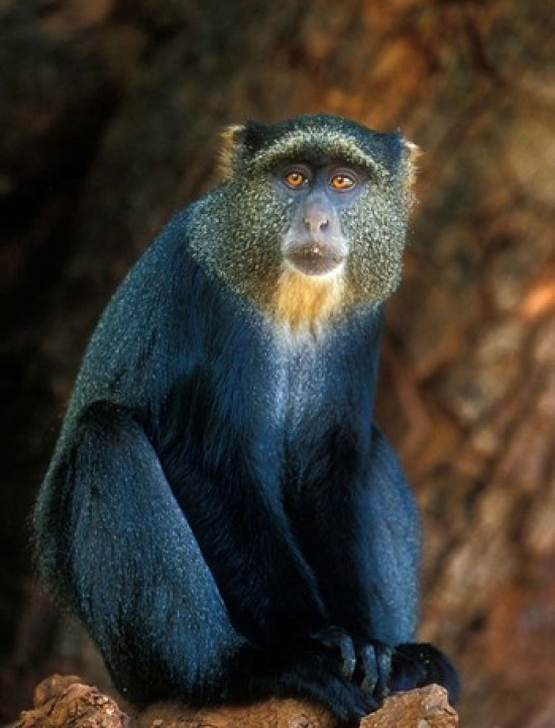 Tanzania Lake Manyara NP Blue Monkey Canvas Art - Jan & Stoney Edwards DanitaDelimont (26 x 34)