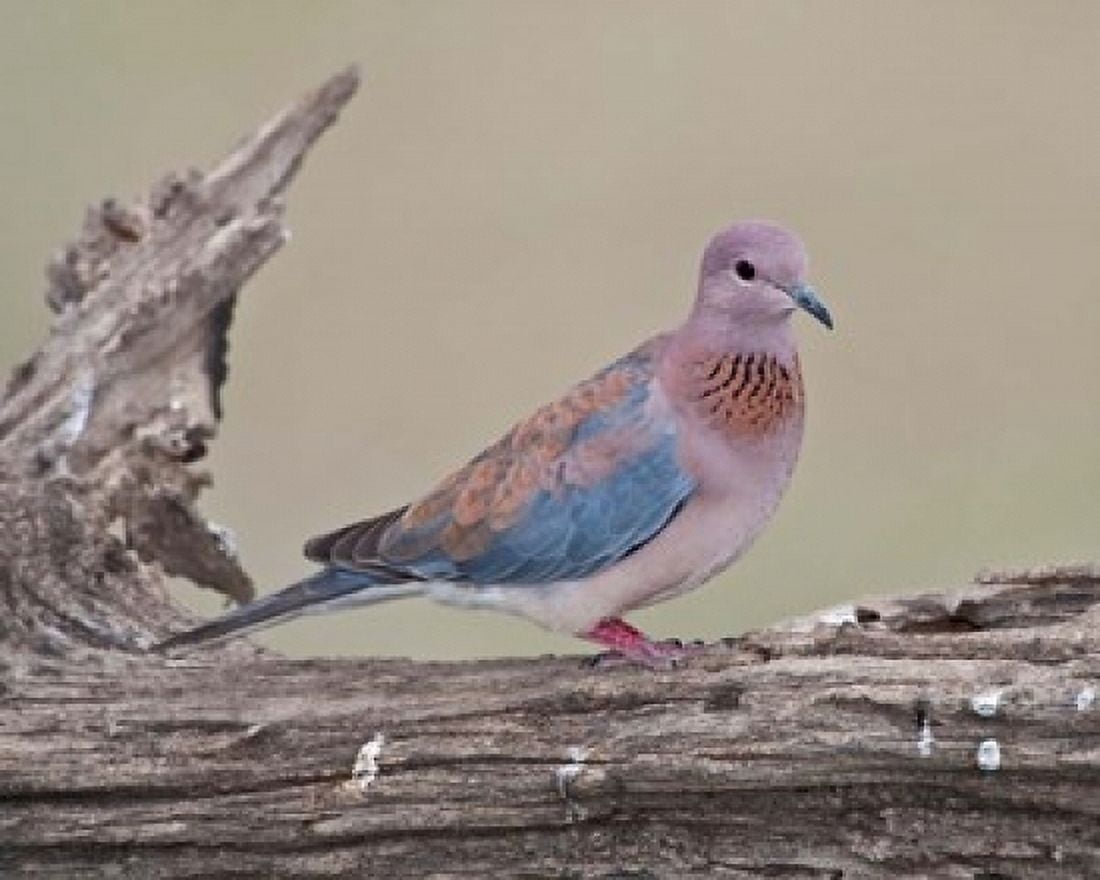 Tanzania Laughing Dove bird Ngorongoro Canvas Art - Ralph H Bendjebar DanitaDelimont (17 x 14)