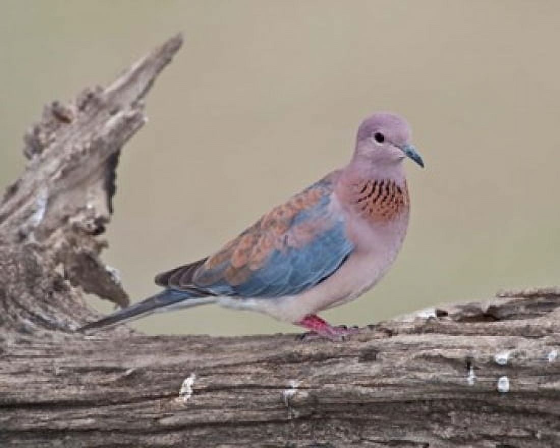 Tanzania Laughing Dove bird Ngorongoro Canvas Art - Ralph H Bendjebar DanitaDelimont (34 x 28)
