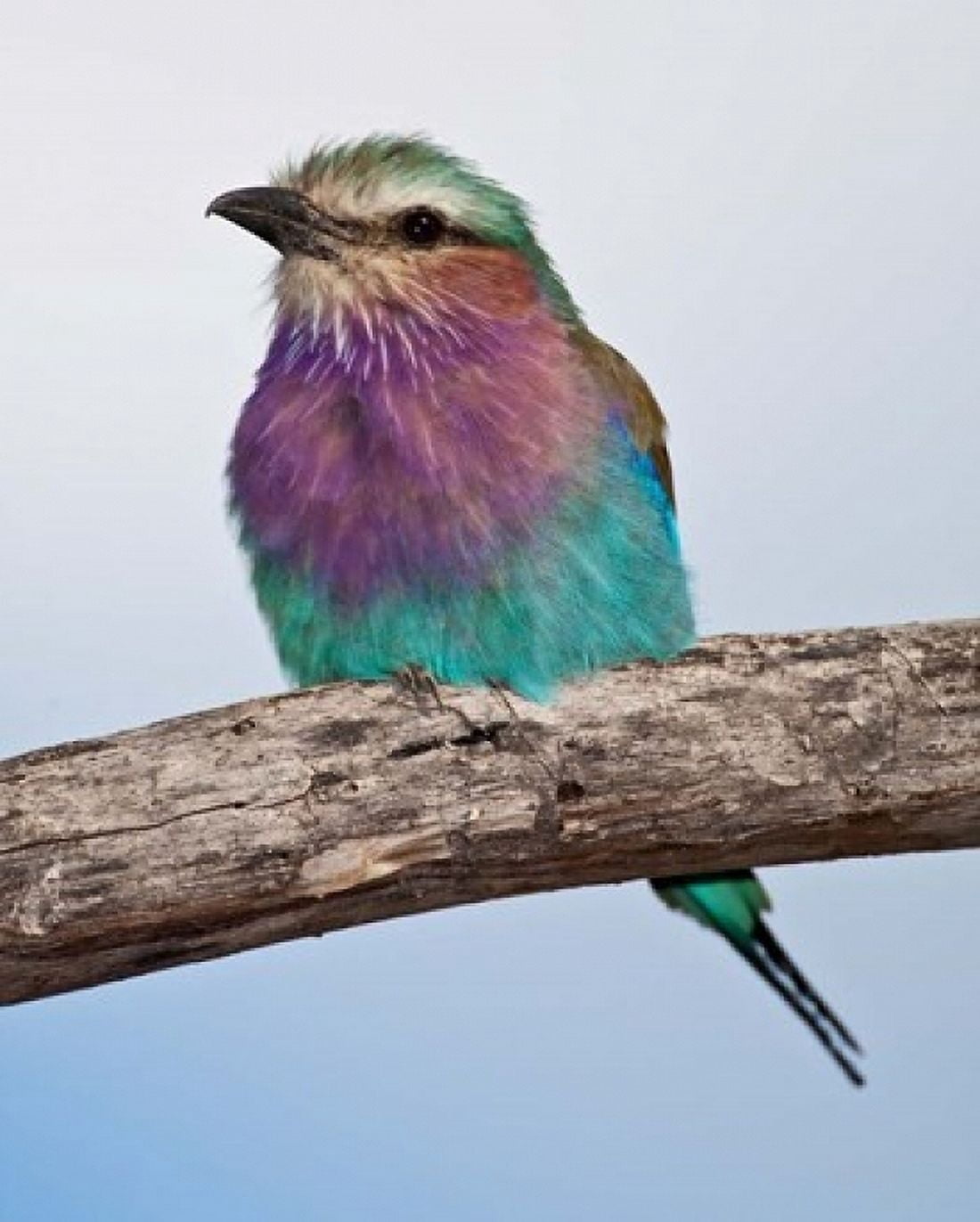 Tanzania Lilac-Breasted Roller bird Ndutu Canvas Art - Ralph H Bendjebar DanitaDelimont (14 x 17)