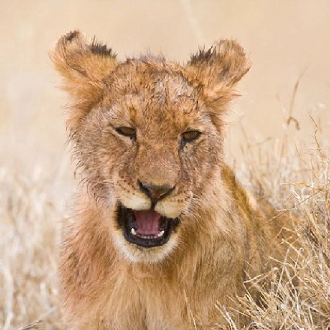 Tanzania Lion cub after kill in Serengeti NP Canvas Art - Ralph H Bendjebar DanitaDelimont (34 x 34)