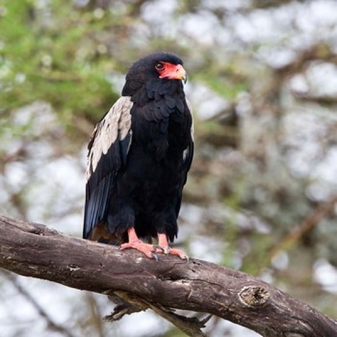 Tanzania Male Bateleur Eagle at Tarangire NP Canvas Art - Ralph H Bendjebar DanitaDelimont (34 x 34)