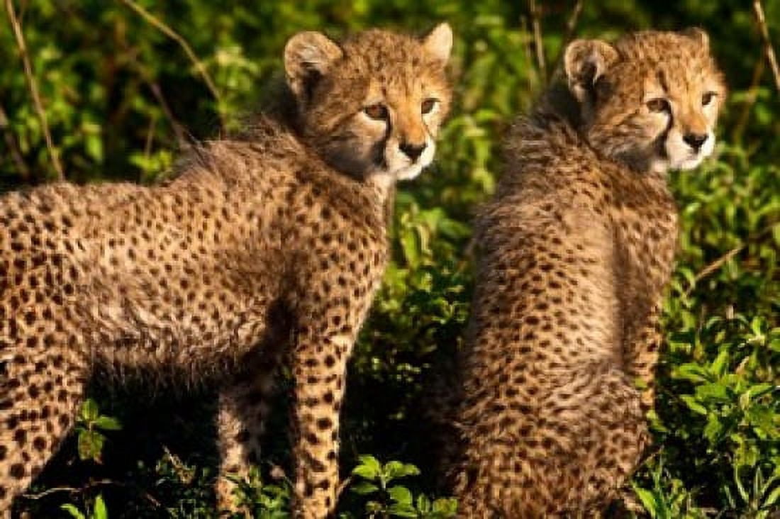 Tanzania Ndutu Ngorongoro Cheetahs Canvas Art - Ralph H Bendjebar DanitaDelimont (34 x 23)