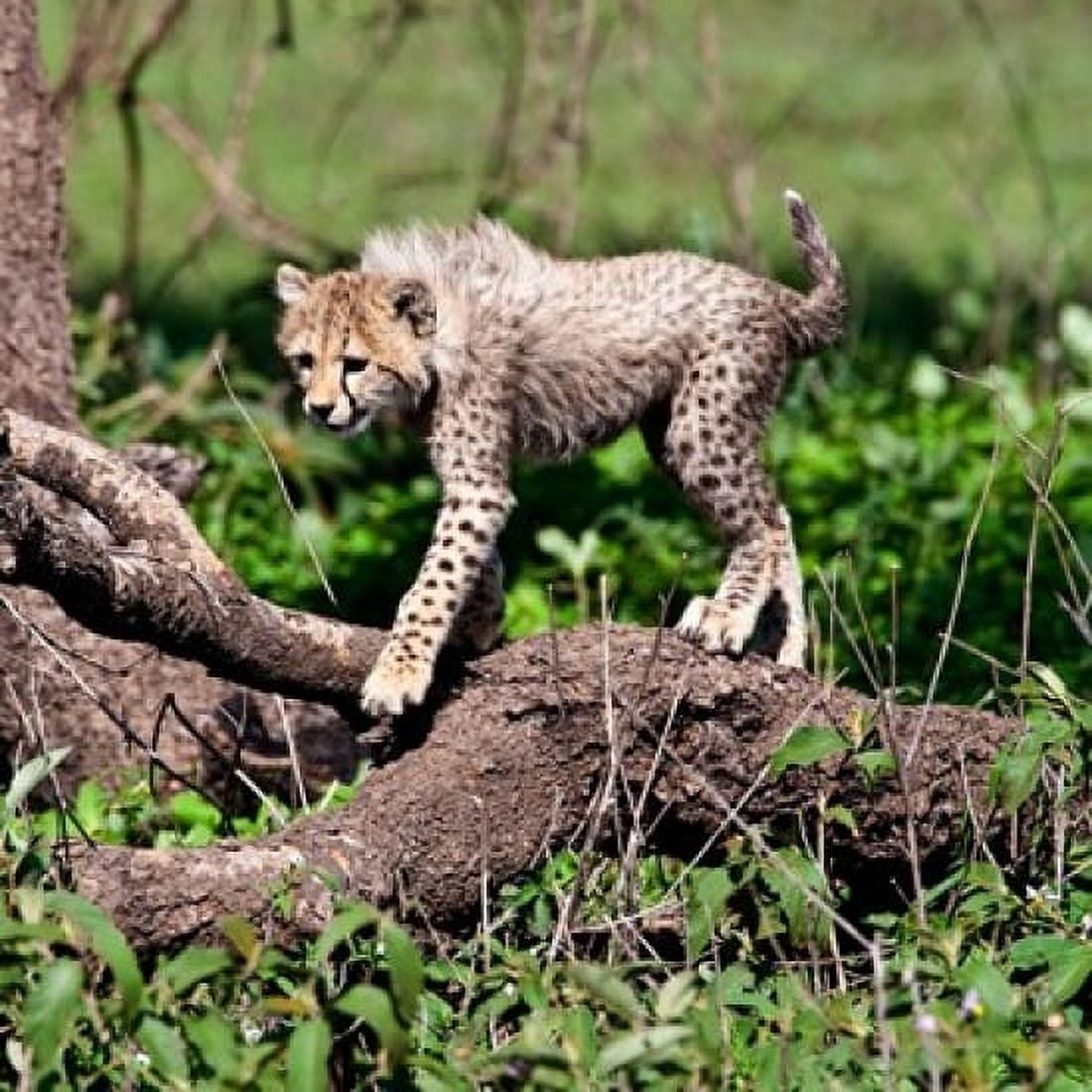 Tanzania Ndutu Ngorongoro Conservation Cheetah Canvas Art - Ralph H Bendjebar DanitaDelimont (34 x 34)