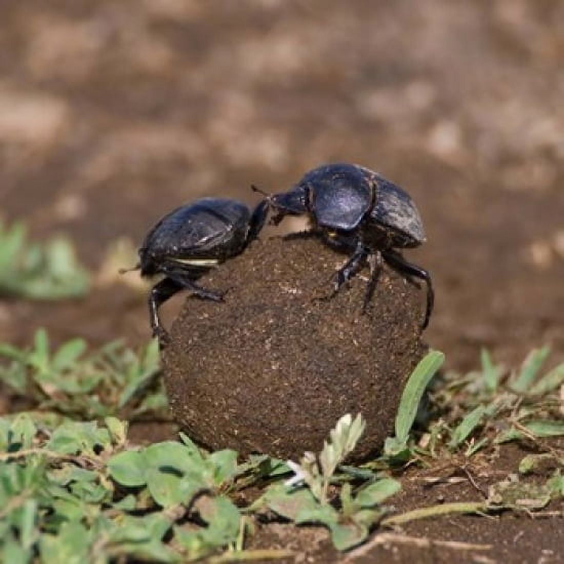 Tanzania Ndutu Ngorongoro Dung Beetle insects Canvas Art - Ralph H Bendjebar DanitaDelimont (34 x 34)