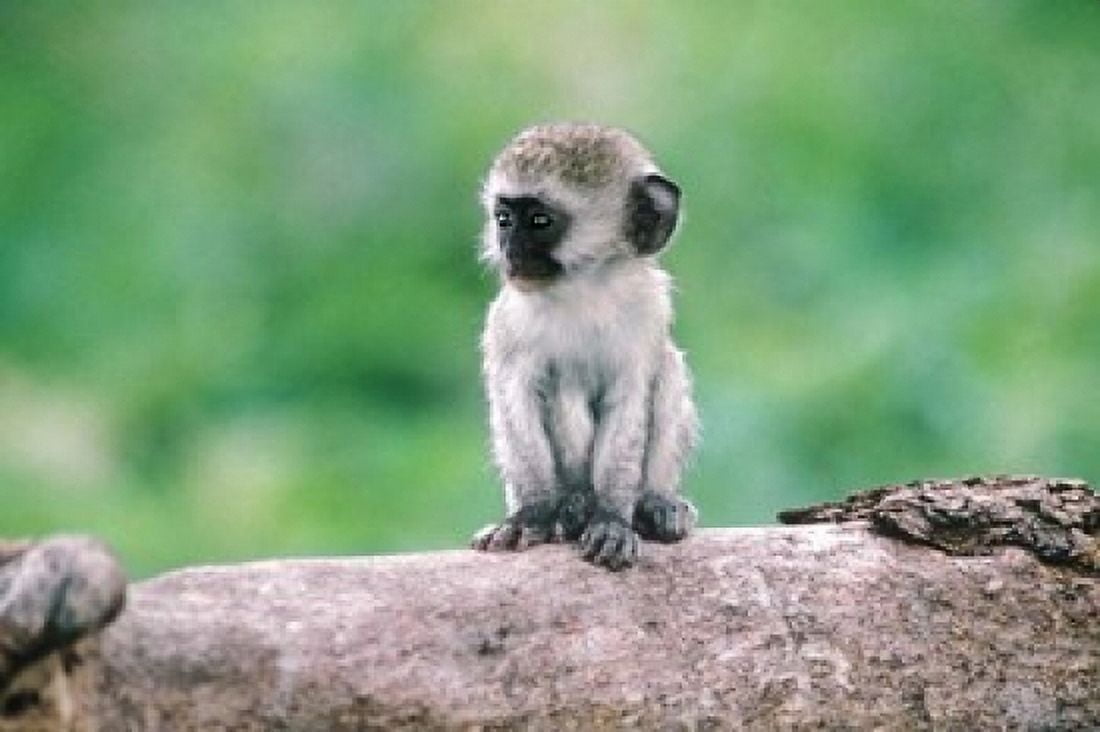 Tanzania Ngorogoro Crate Wild vervet monkey baby Canvas Art - Jaynes Gallery DanitaDelimont (24 x 15)