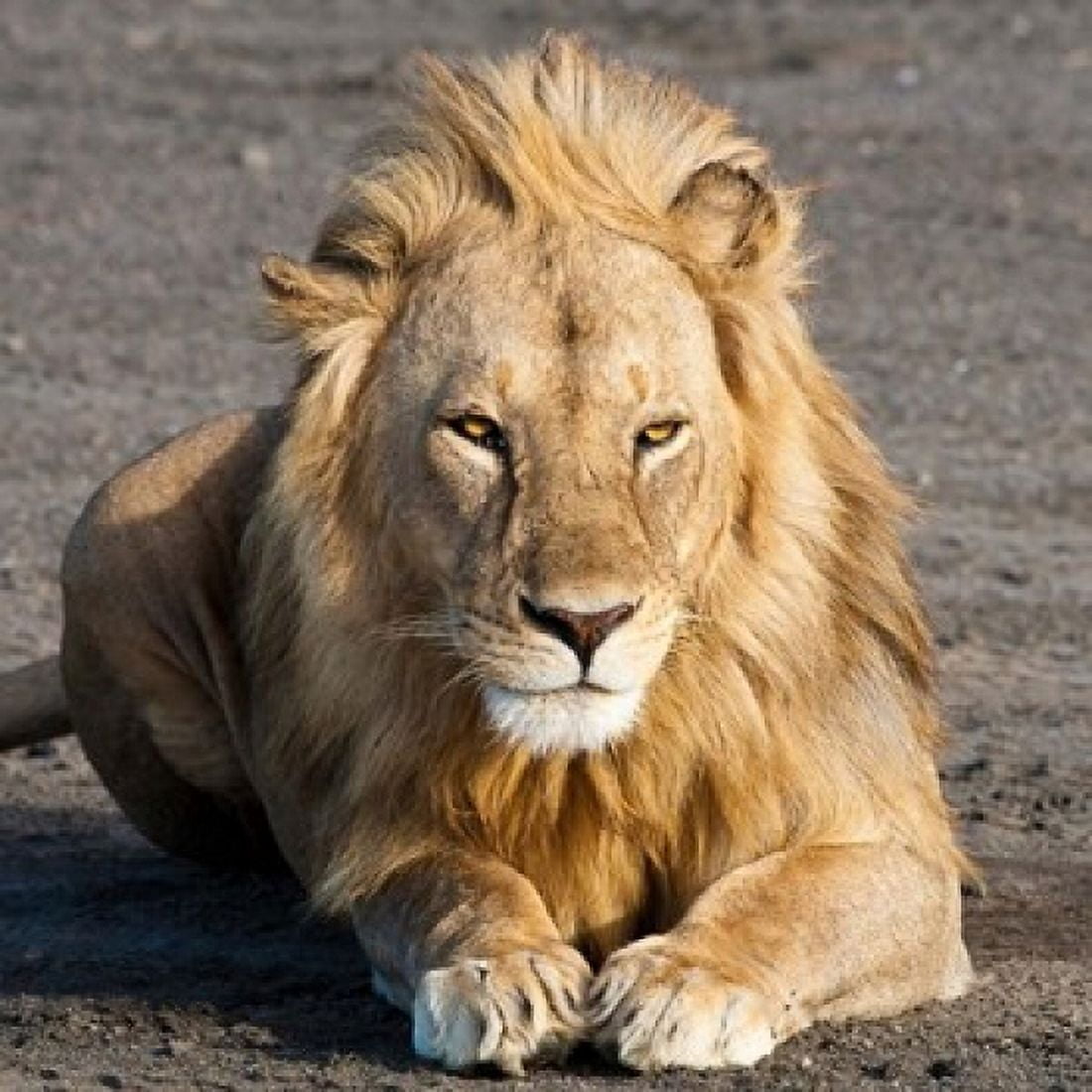 Tanzania Ngorongoro Conservation Area Lion Canvas Art - Ralph H Bendjebar DanitaDelimont (34 x 34)