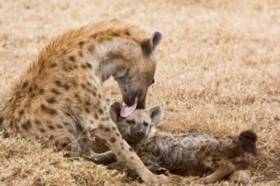 Tanzania Ngorongoro Conservation Area Spotted hyena Canvas Art - Jaynes Gallery DanitaDelimont (17 x 11)