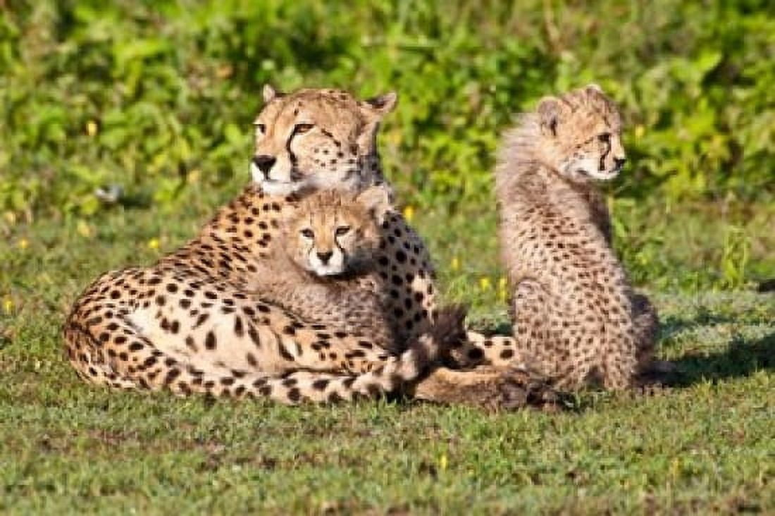 Tanzania Ngorongoro Conservation Cheetahs Canvas Art - Ralph H Bendjebar DanitaDelimont (17 x 11)