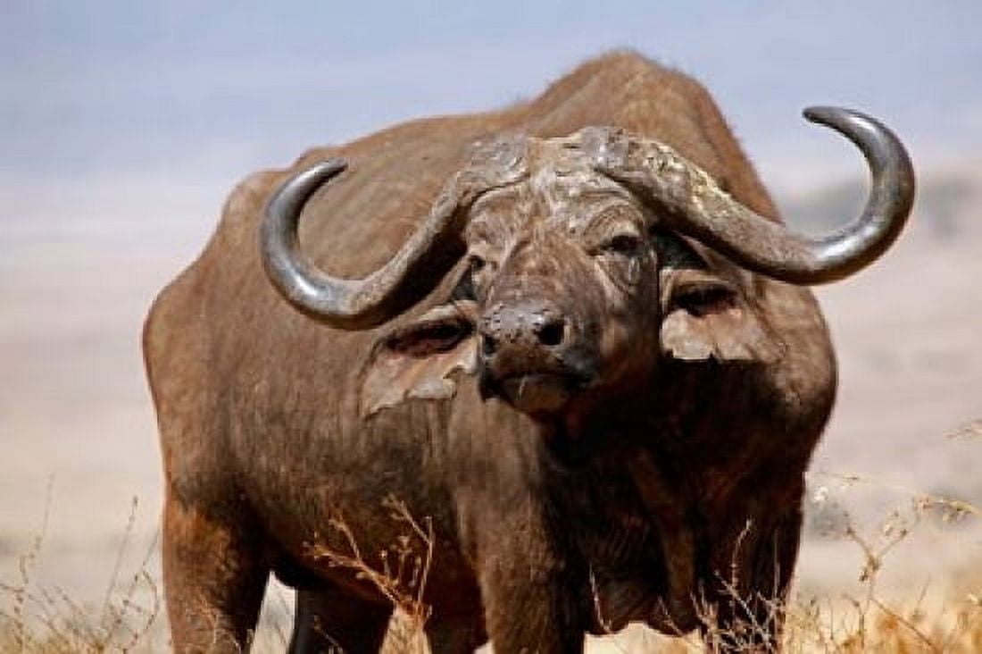 Tanzania Ngorongoro Crater African Buffalo wildlife Canvas Art - Kymri Wilt DanitaDelimont (34 x 23)