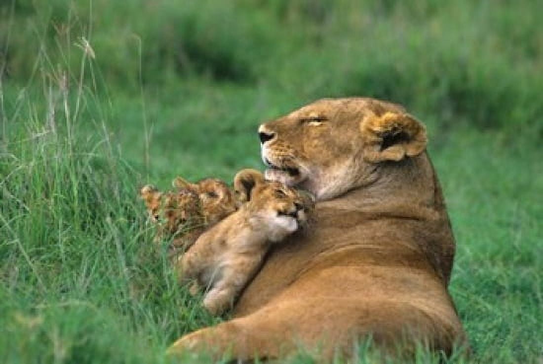 Tanzania Ngorongoro Crater African lion family Canvas Art - Jaynes Gallery DanitaDelimont (34 x 23)