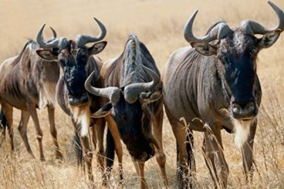 Tanzania Ngorongoro Crater Wildebeest wildlife Canvas Art - Kymri Wilt DanitaDelimont (19 x 12)