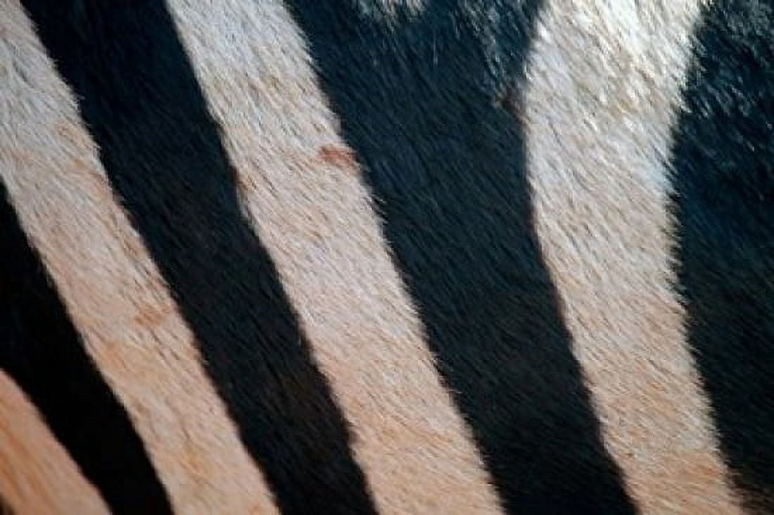 Tanzania Ngorongoro Crater Zebra stripes Canvas Art - Kymri Wilt DanitaDelimont (19 x 12)