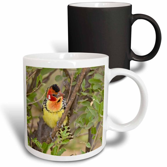 3drose, Tanzania. Red and Yellow Barbet, Tarangire Np-af45 Rbe0237 - Ralph H. Bendjebar, 11oz Magic Transforming Mug