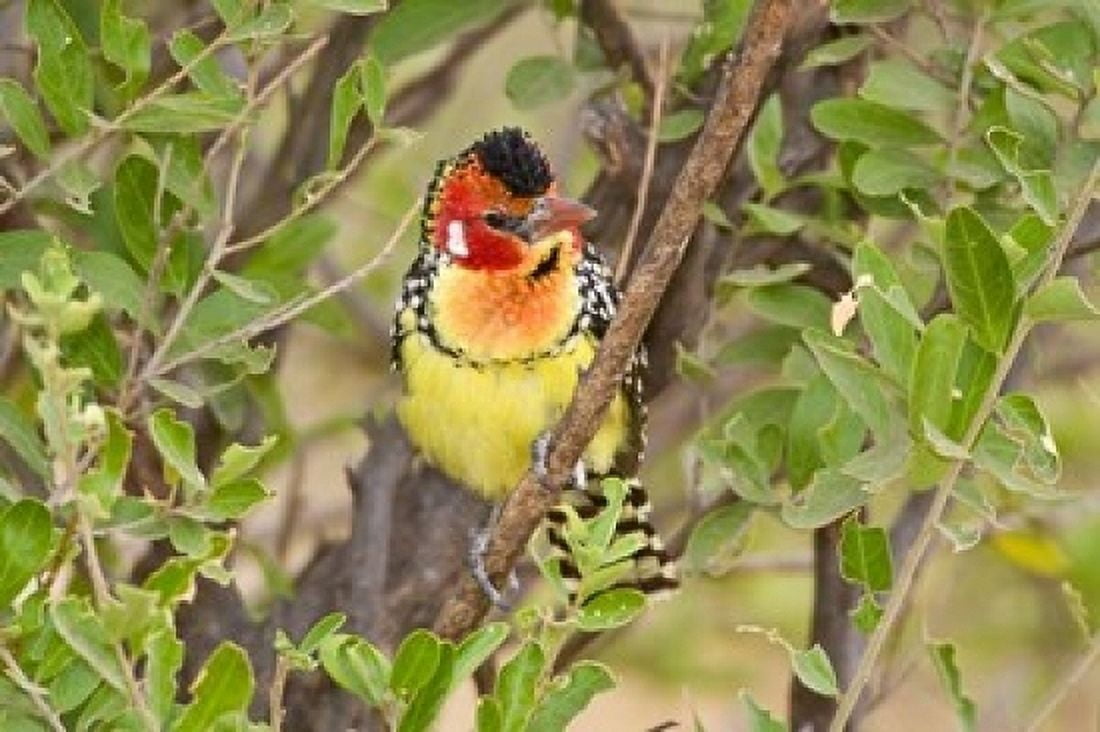 Tanzania Red and Yellow Barbet Tarangire NP Canvas Art - Ralph H Bendjebar DanitaDelimont (17 x 11)