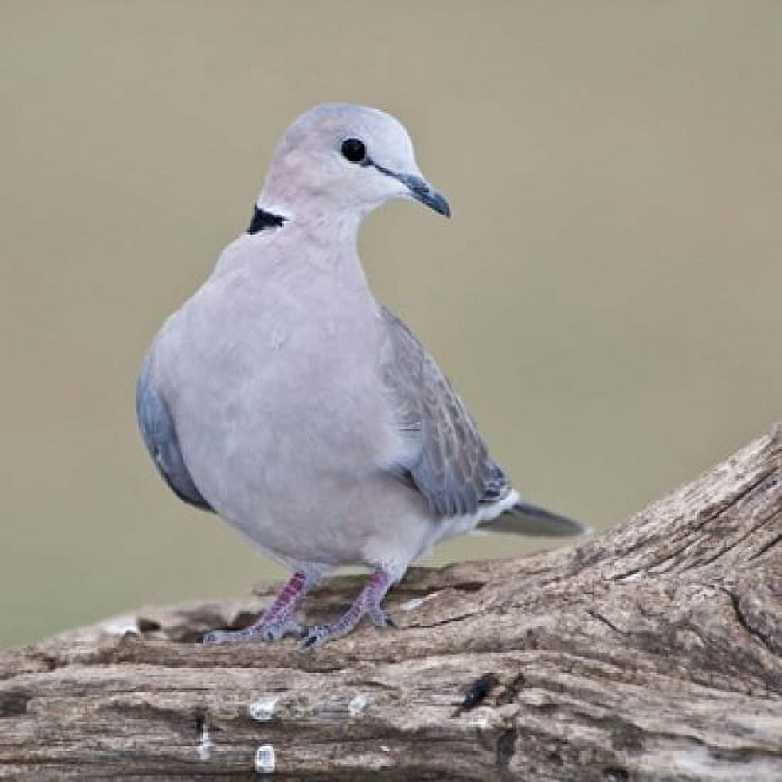 Tanzania Ring-Necked Dove Ndutu Ngorongoro Canvas Art - Ralph H Bendjebar DanitaDelimont (34 x 34)