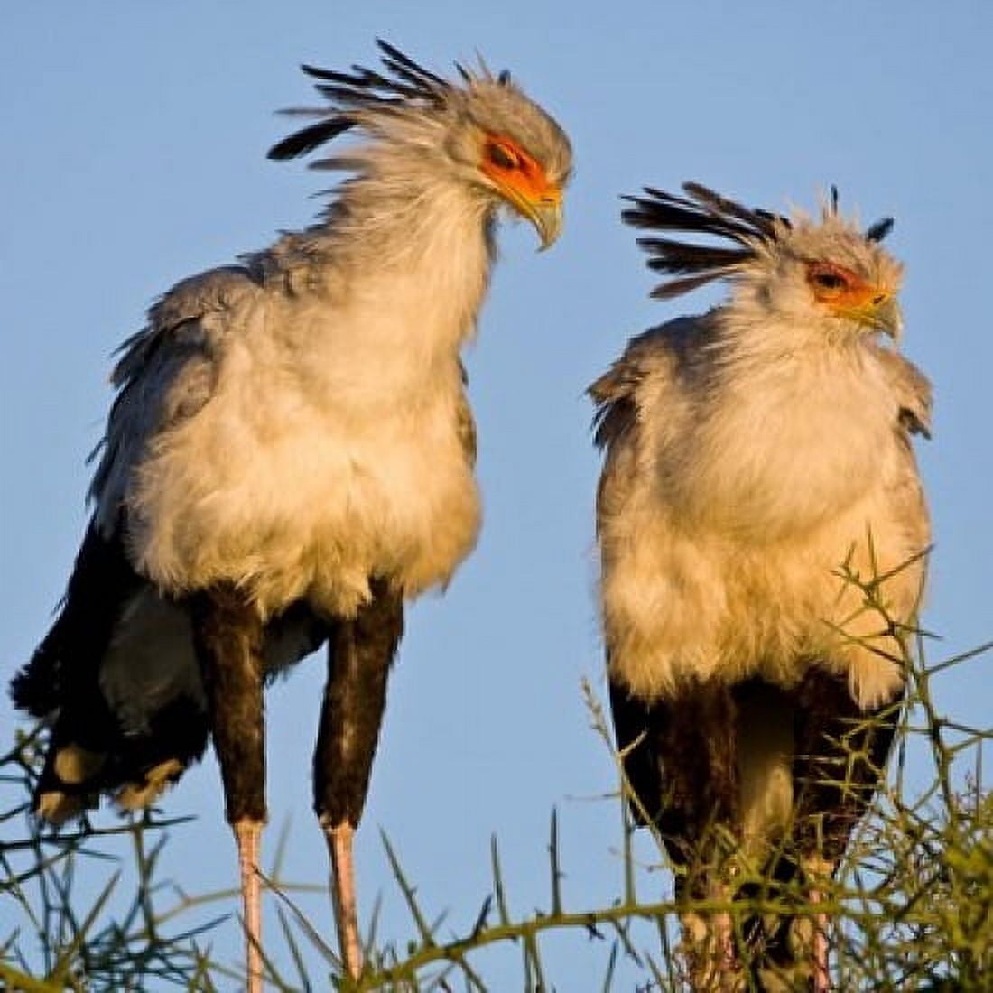 Tanzania Secretary Birds Ndutu Ngorongoro Canvas Art - Ralph H Bendjebar DanitaDelimont (34 x 34)