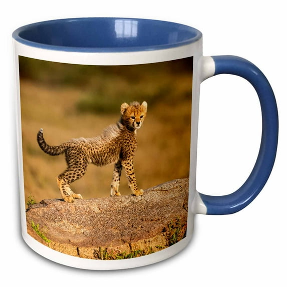 Tanzania, Serengeti NP. Baby cheetah on boulder. 11oz Two-Tone Blue Mug mug-343184-6